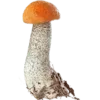 Sticker 🍄 грибное царство @stikershrimp