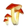 Sticker 🍄 грибное царство @stikershrimp