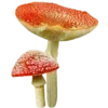 Sticker 🍄 грибное царство @stikershrimp