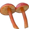 Sticker 🍄 грибное царство @stikershrimp