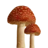 Sticker 🍄 грибное царство @stikershrimp