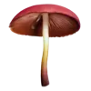 Sticker 🍄 грибное царство @stikershrimp