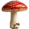 Video sticker 🍄 грибное ц�...