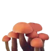 Sticker 🍄 грибное царство @stikershrimp