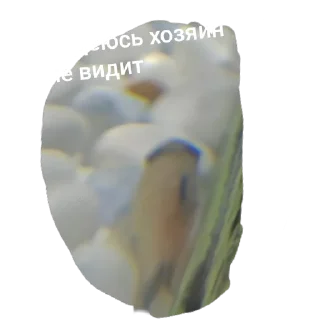 Telegram sticker 🐟 Стики с Жулей