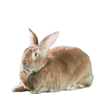 Video sticker 🐇 Больше стиков тут: @stikery4