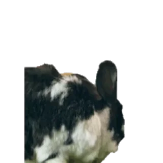 Video sticker 🐰 Больше стиков тут: @stikery4