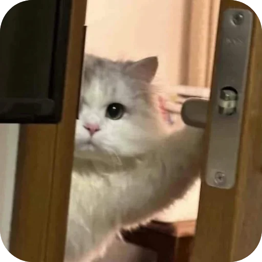 Telegram sticker 🐱 @kenzooott