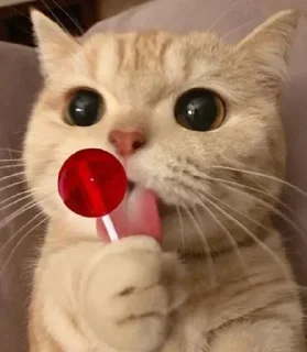 Telegram sticker 🍭 gomess
