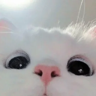 Video sticker 🐱 gomess