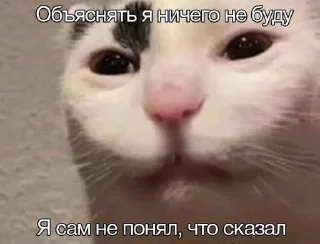 Telegram sticker 🙃 это че