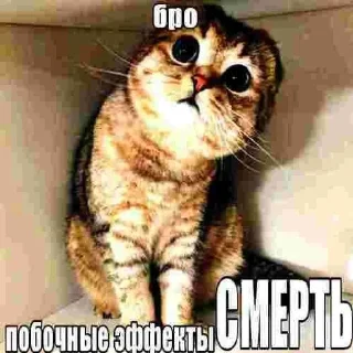 Video sticker 💀 это че