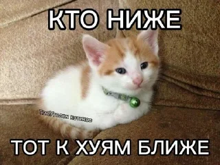 Telegram sticker 😛 это че