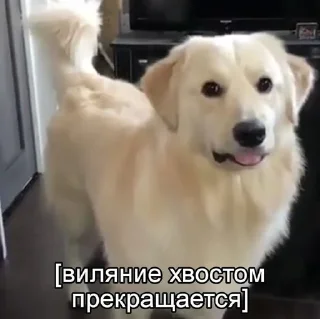 Telegram sticker 😐 это че
