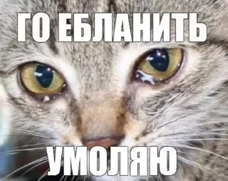 Telegram sticker 🙏 это че