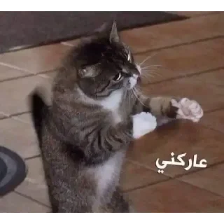 Video sticker 👊 Dr.stone