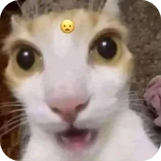 Video sticker 👍 Duchiuu