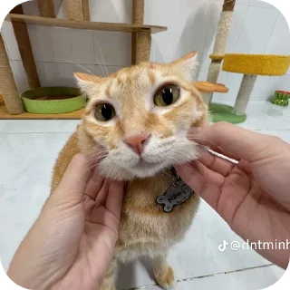Sticker 🐱 Duchiuu