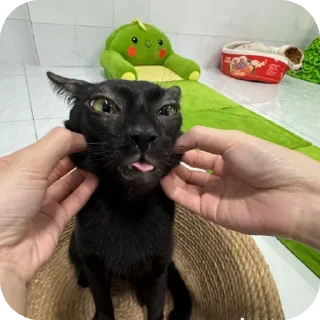 Video sticker 🐱 Duchiuu