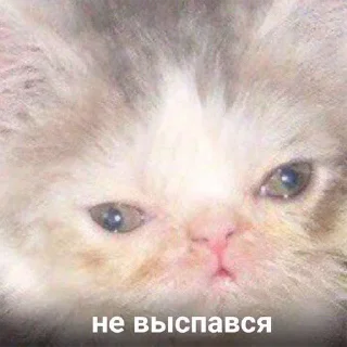Telegram sticker 😴 Стики 4984 из @Anonymnyi_chat_bot