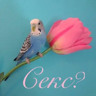 Video sticker 😇 Стики 4984 из @Anonymnyi_chat_bot