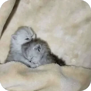 Video sticker 🥰 🐾 котячьи пикчи 2 🐾 @byalenkeii | @aesthetifypins