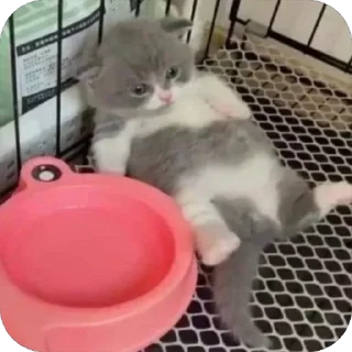 Video sticker 😟 🐾 котячьи пикчи 2 🐾 @byalenkeii | @aesthetifypins