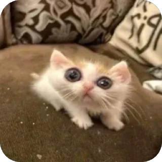 Telegram stiker 👀 🐾 котячьи пикчи 2 🐾 @byalenkeii | @aesthetifypins