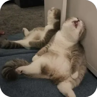 Telegram stiker 😩 🐾 котячьи пикчи 2 🐾 @byalenkeii | @aesthetifypins