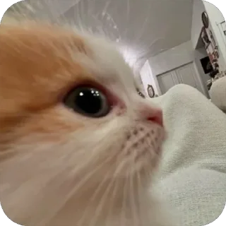 Sticker 👀 🐾 котячьи пикчи 2 🐾 @byalenkeii | @aesthetifypins