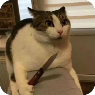 Telegram stiker 😡 🐾 котячьи пикчи 2 🐾 @byalenkeii | @aesthetifypins