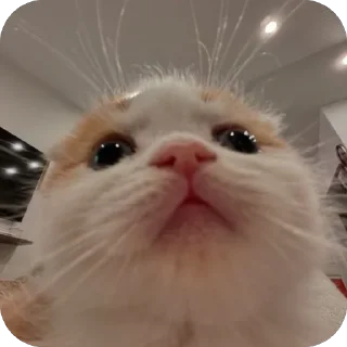 Video sticker 👀 🐾 котячьи пикчи 2 🐾 @byalenkeii | @aesthetifypins