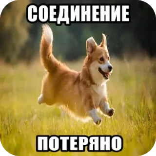 Телеграм стикер 🐶 Больше стиков тут: @stikery4