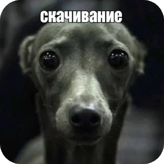 Телеграм стикер 🐶 Больше стиков тут: @stikery4