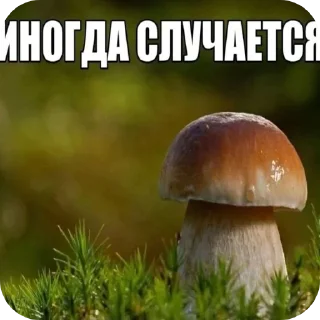 Телеграм стикер 🪴 Больше стиков тут: @stikery4