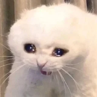 Sticker 😭 دادي @qxiii