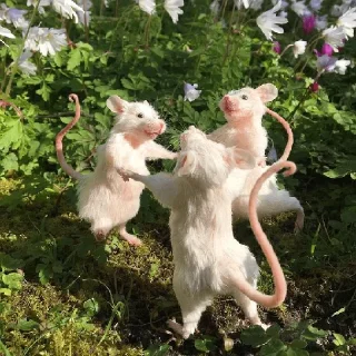 Video sticker ❤️ hihhi 2