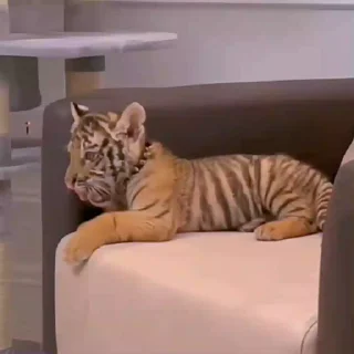 Video sticker 🐯 ꜝꜞ ⑅ ׁ ׅ 𝚩𝖺𝖻𝗒 𝚻𝗂𝗀𝖾𝗋 @Delenefer ⊹ ˎˊ-
🐯🍋🍯