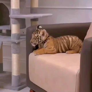 Video sticker 🐾 ꜝꜞ ⑅ ׁ ׅ 𝚩𝖺𝖻𝗒 𝚻𝗂𝗀𝖾𝗋 @Delenefer ⊹ ˎˊ-
🐯🍋🍯