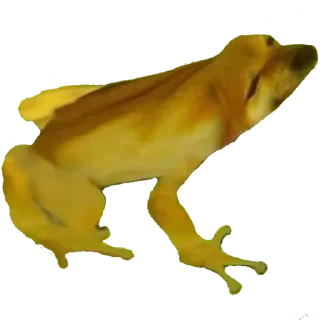 Telegram sticker 🐸 Doge