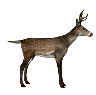 Video sticker 🦌 ROTATING DEER