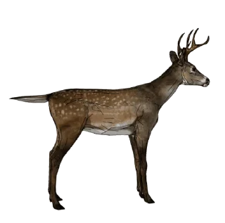 Video sticker 🦌 ROTATING DEER