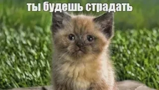 Telegram sticker 😋 yep::fav cat png