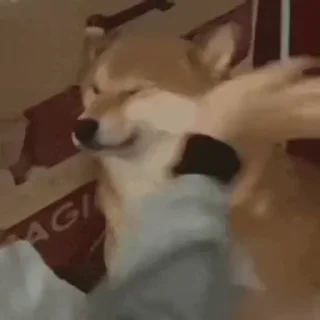 Video sticker 😂 金元世纪 四方小额 @jinyuanpay