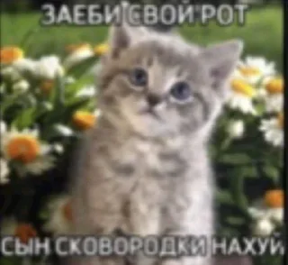 Video sticker 🌟 Больше стиков тут: @stikery4