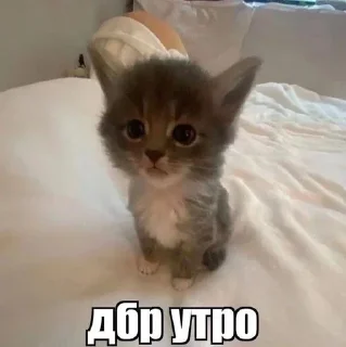 Telegram sticker 🌟 Больше стиков тут: @stikery4