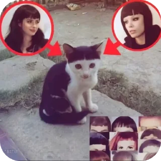 Video sticker 🐱 Сука