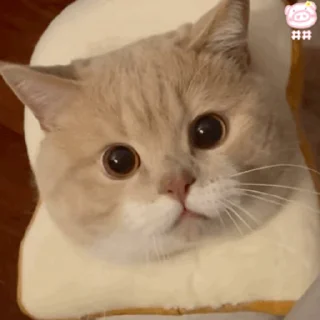 Telegram sticker 🙊 yos动态表情包