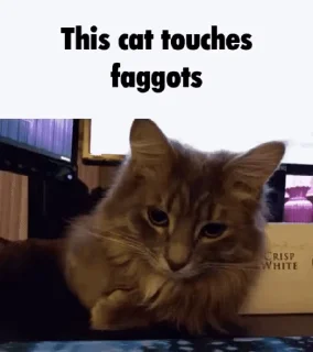 Video sticker 😺 @UncleMusclehyde