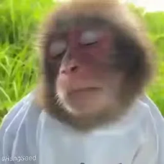Video sticker 😒 𝙅𝙖𝙘𝙦𝙪𝙞𝙚